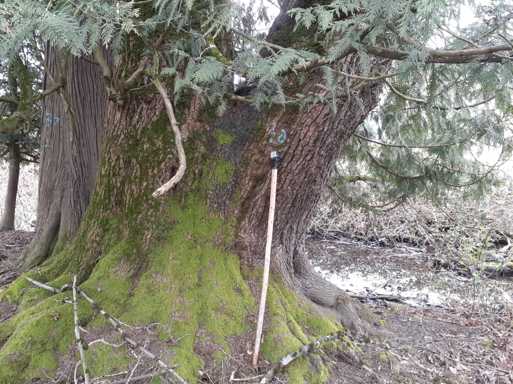 Large cedar trees and pond below them on the Trans Mountain right-of-way just north of Browne Creek.