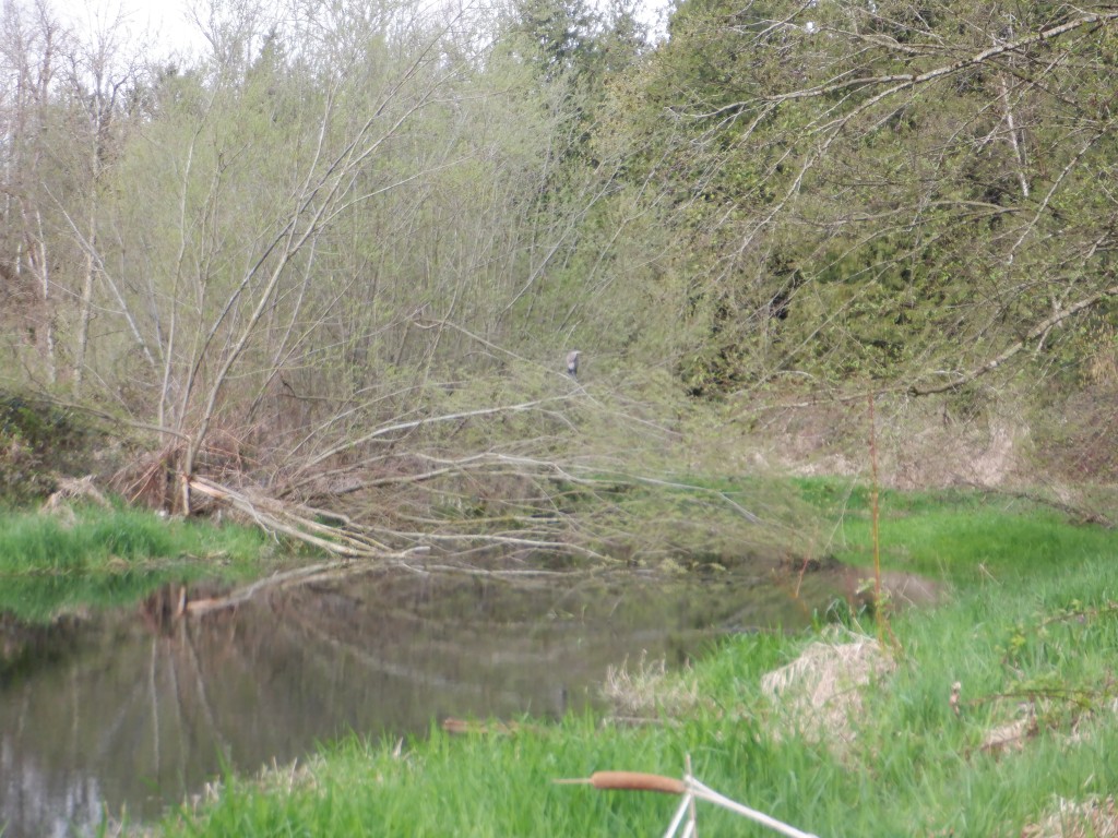 Browne Creek, a short distance downstream of the Trans Mountain right-of-way. A Great Blue Heron perches on a tree overhanging the water. There were two more herons and a pair of mallards too but I didn't see them till they all flew, so didn't get pictures.