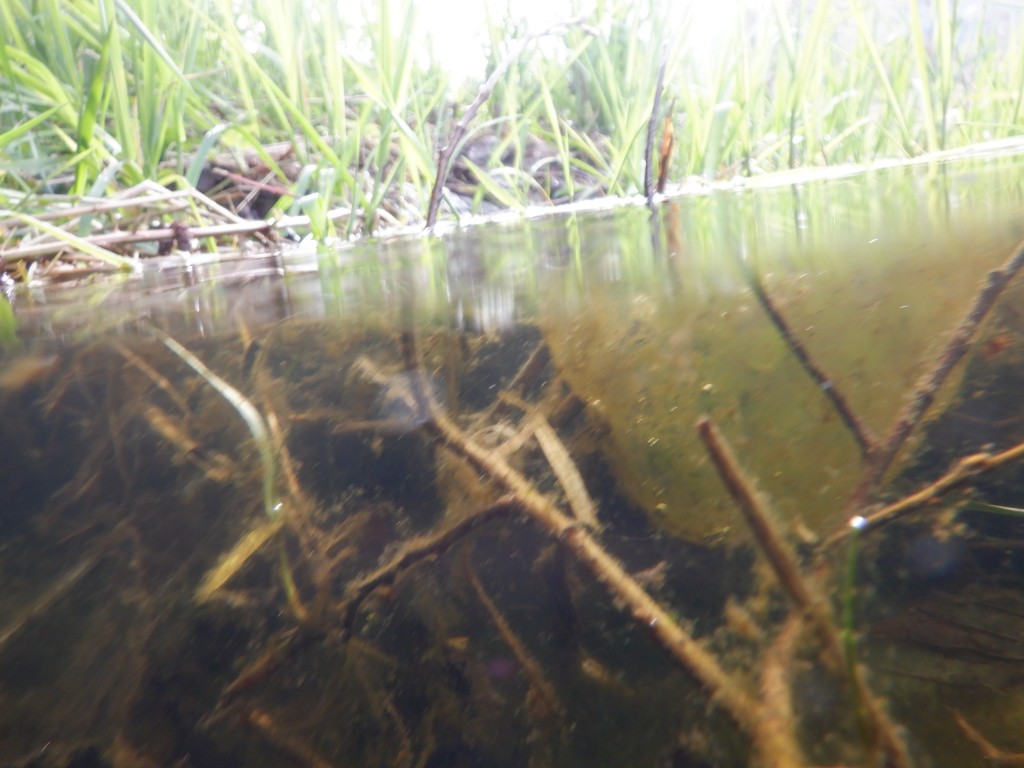 Photo of a salamander egg mass just below the surface of Browne Creek.