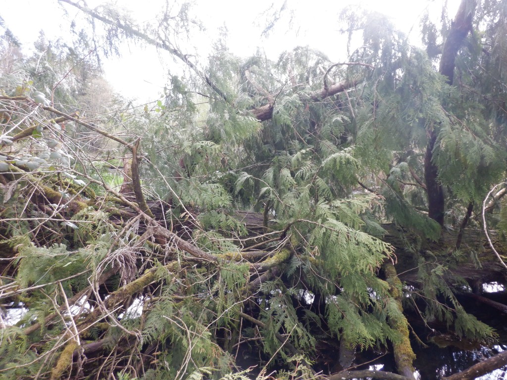 Photo of a large cedar tree that had fallen across Browne Creek.