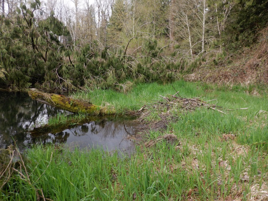 Photo of a beaver lodge on the right bank of Browne Creek.