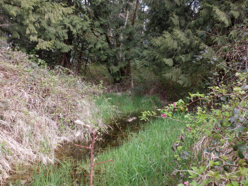 A narrow channel going to the right from Browne Creek. Possibly a channel worn by beaver activity?